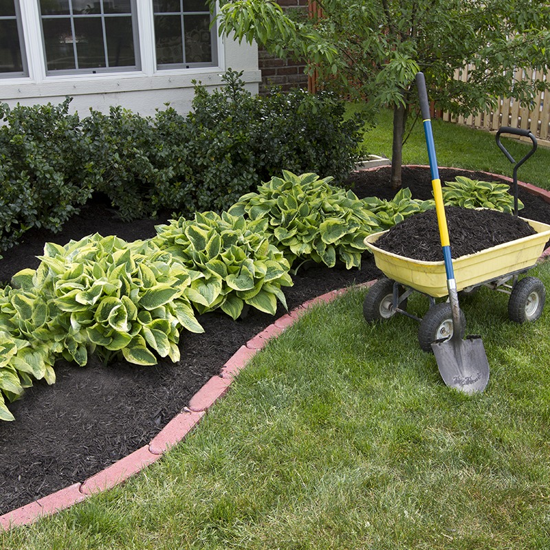 A green garden with leafy shrubs, bordered by bricks, features a yellow wheelbarrow filled with black mulch near a white house.