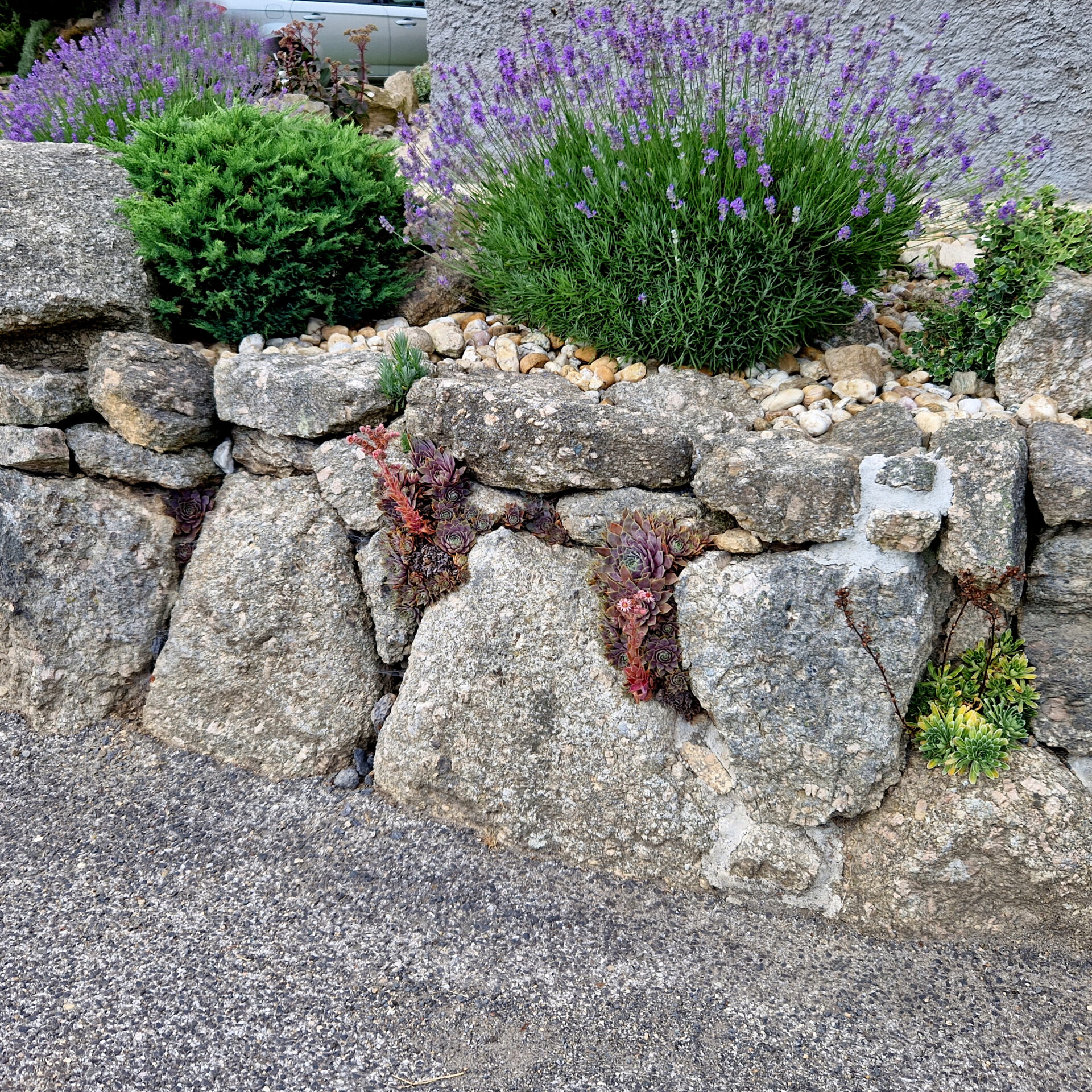 Rock wall with lavender and succulents in garden setting. Stones are stacked naturally with gravel on top, creating a rustic appearance.