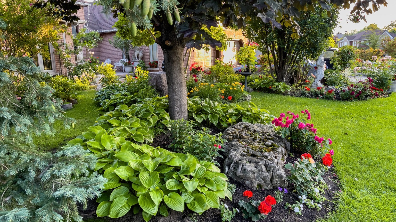 A lush backyard with flowers, greenery, and trees in the evening.